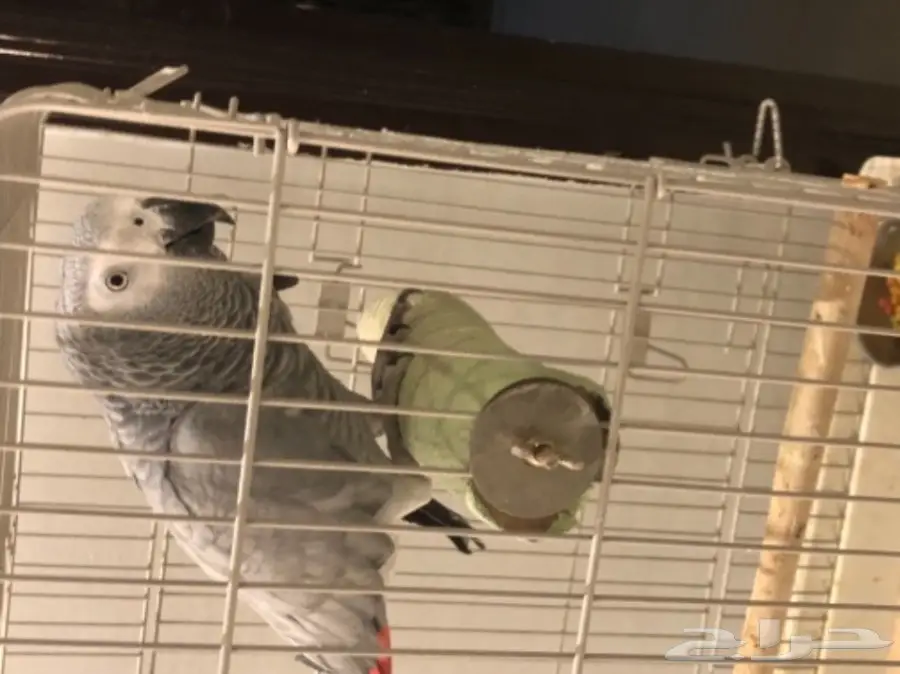 ببغاء نيجيري