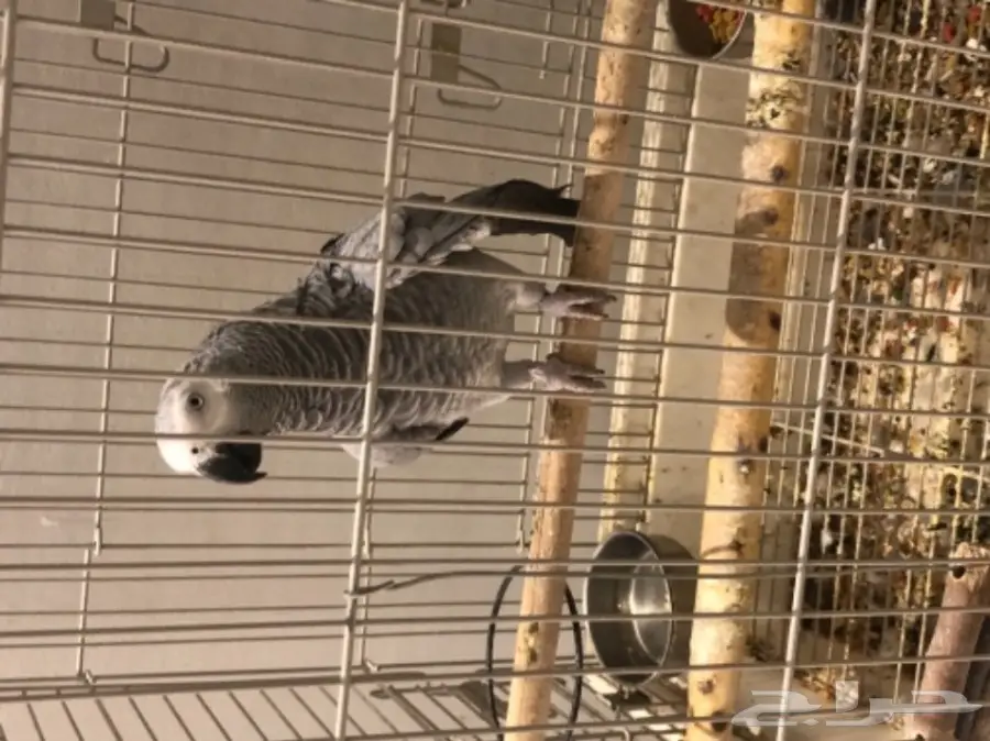 ببغاء نيجيري (image 1)