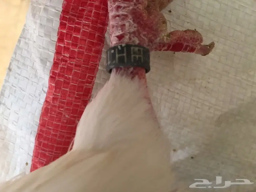 فحل فرش خارجي 