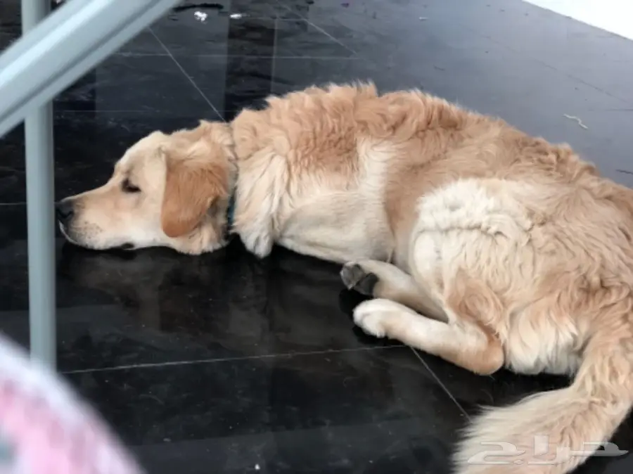 جولدن رتريفر (image 1)