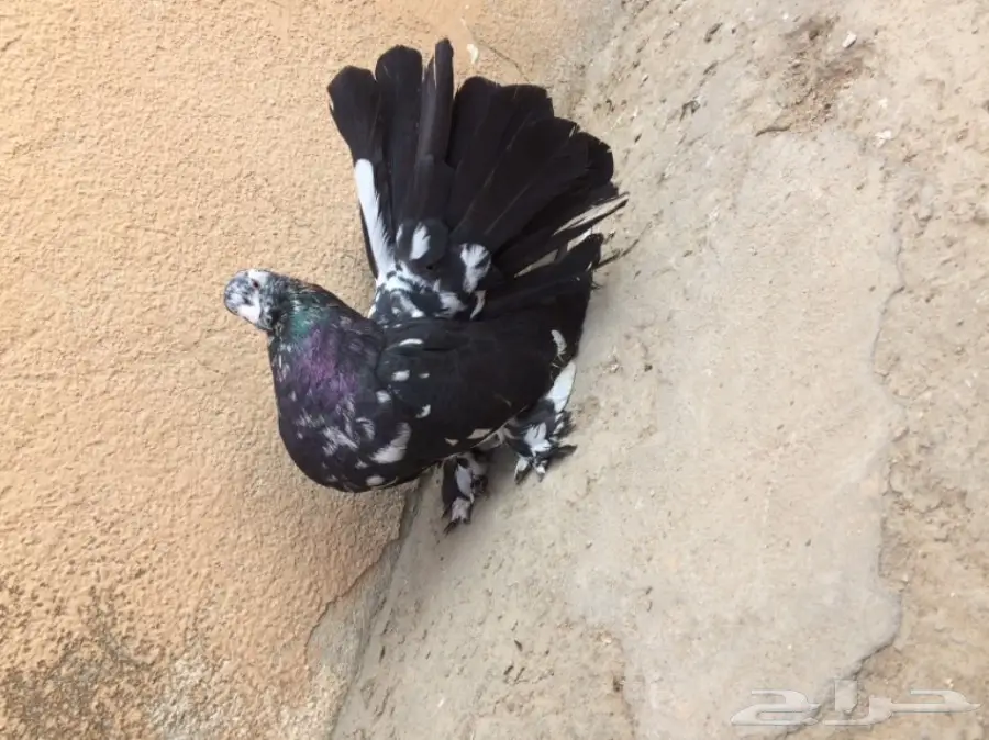 زوج امريكي تركيب جديد 