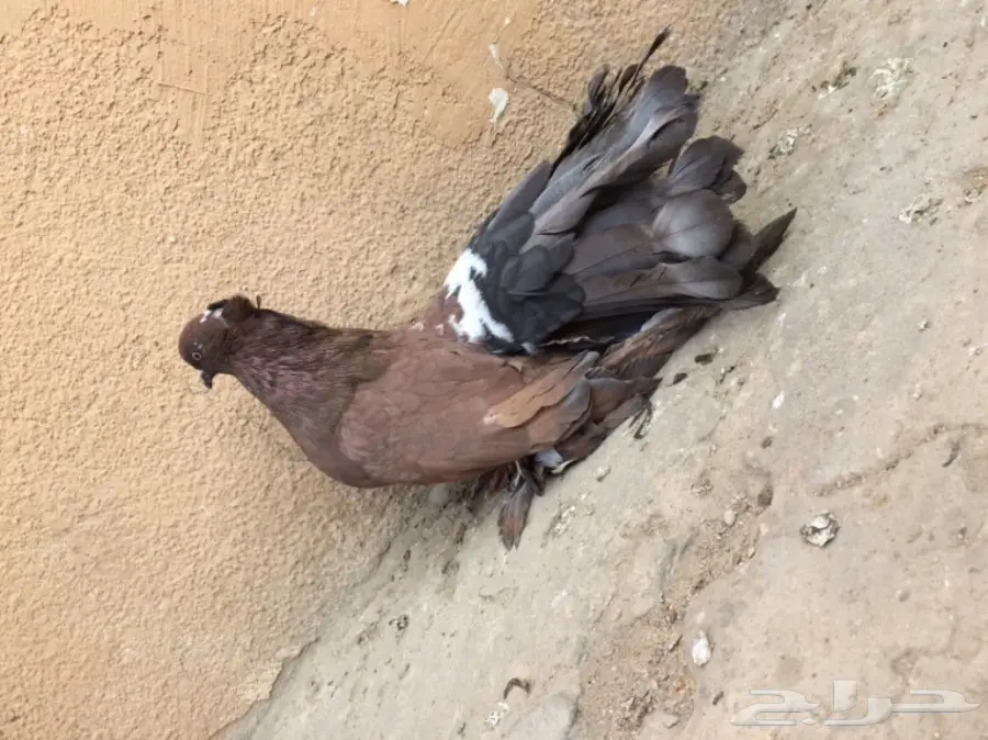 زوج امريكي تركيب جديد  (image 2)