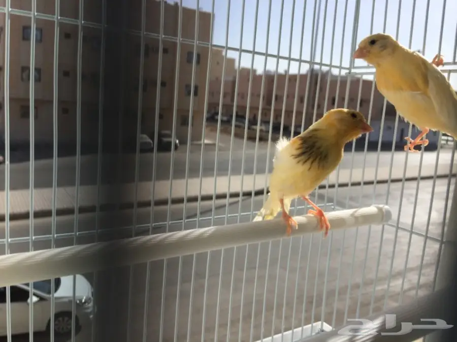 زوج كناري سوري لون مميز