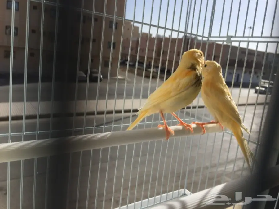 زوج كناري سوري لون مميز (image 1)