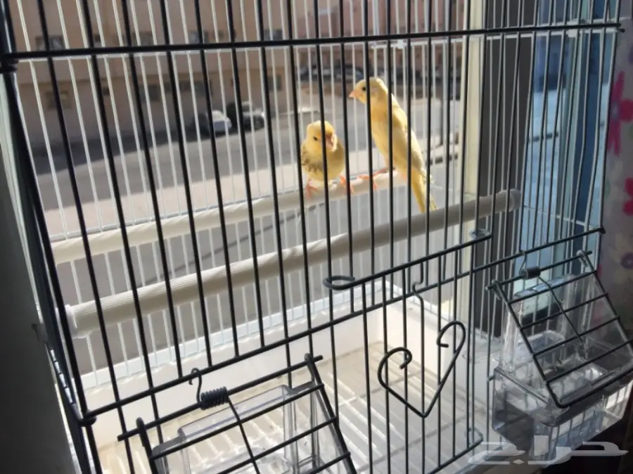 زوج كناري سوري لون مميز (image 2)