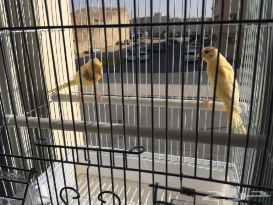 زوج كناري سوري لون مميز (image 3)