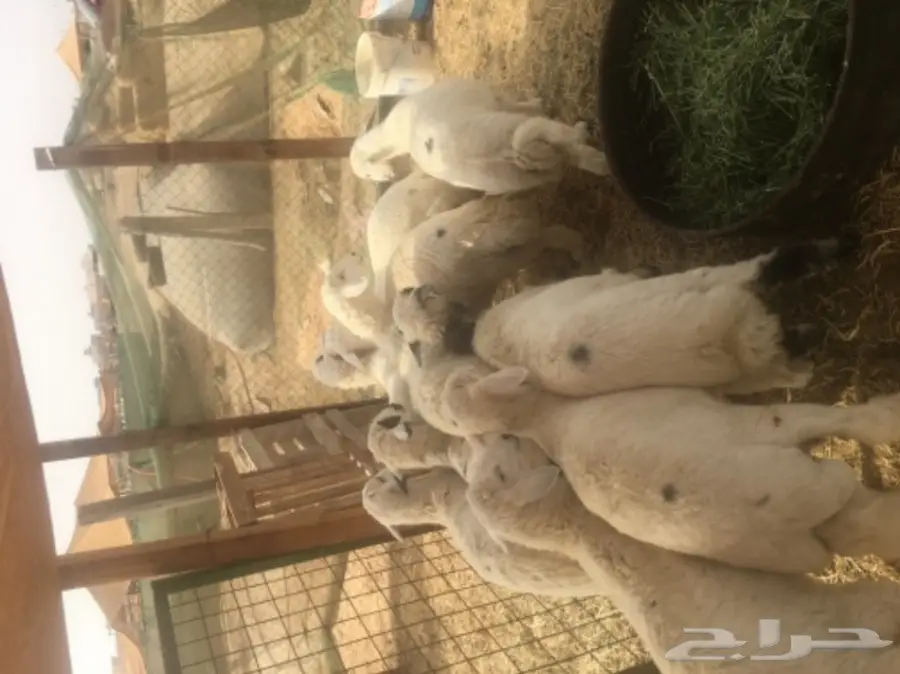 طليان حريه مع الذبح والتوصيل (image 13)