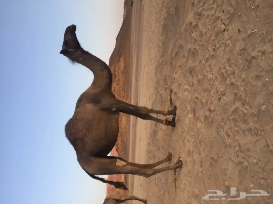 متلي للبيع  (image 1)