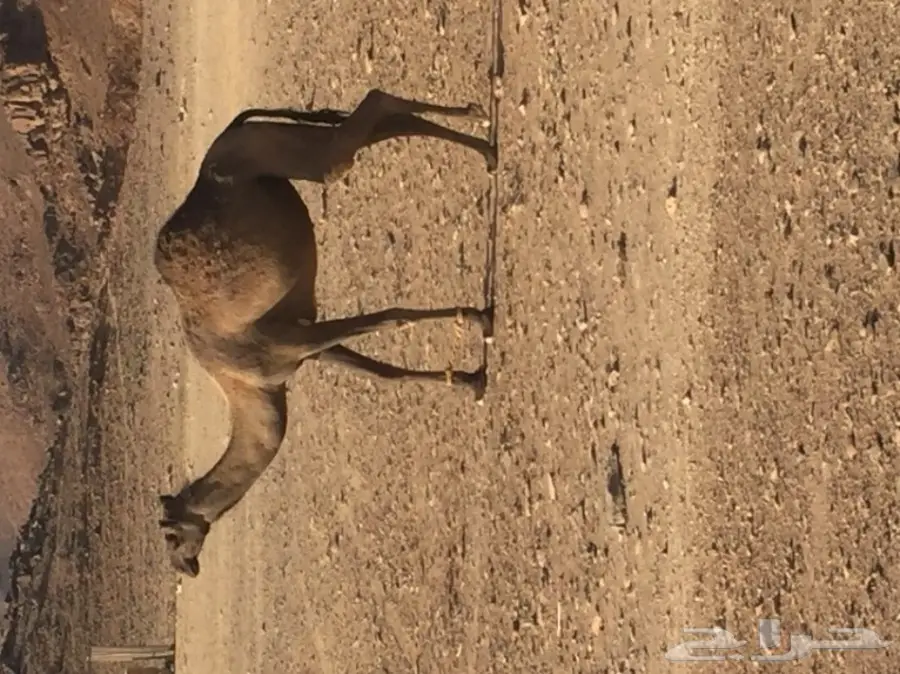 متلي للبيع  (image 2)