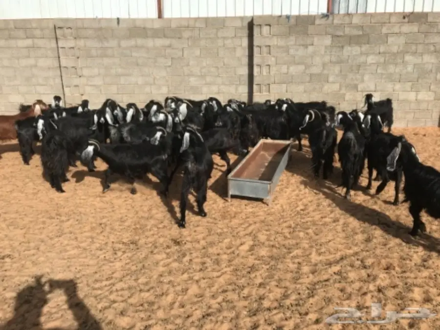 35 عنز دافع للبيع 