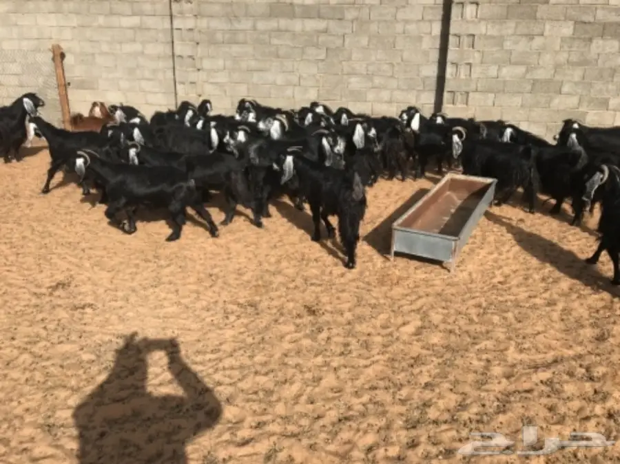 35 عنز دافع للبيع  (image 1)