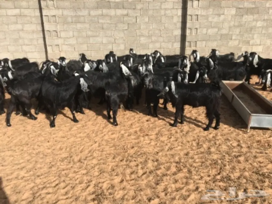 35 عنز دافع للبيع  (image 2)