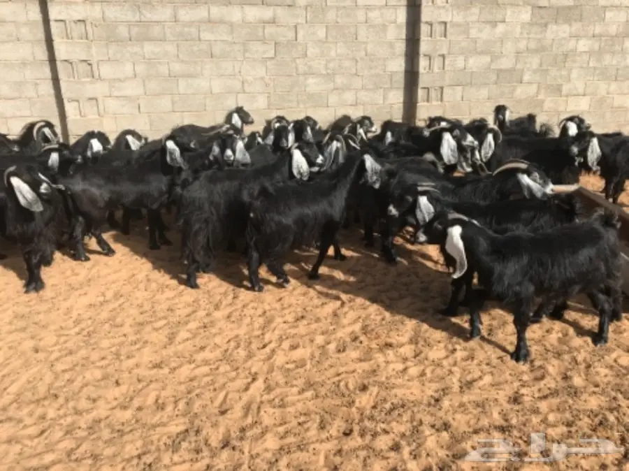 35 عنز دافع للبيع  (image 3)