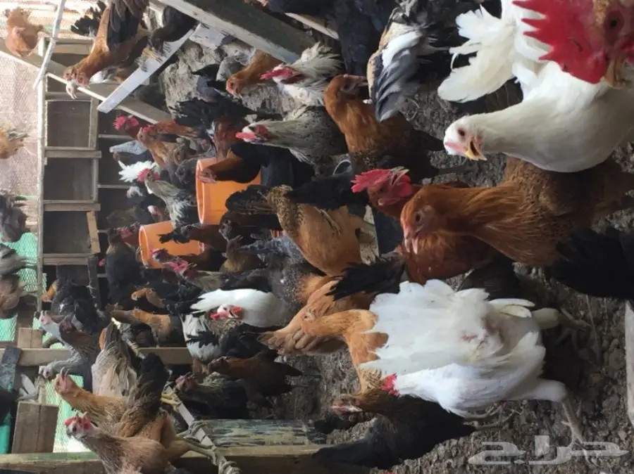 دجاج بلدي جميع الألوان للبيع 