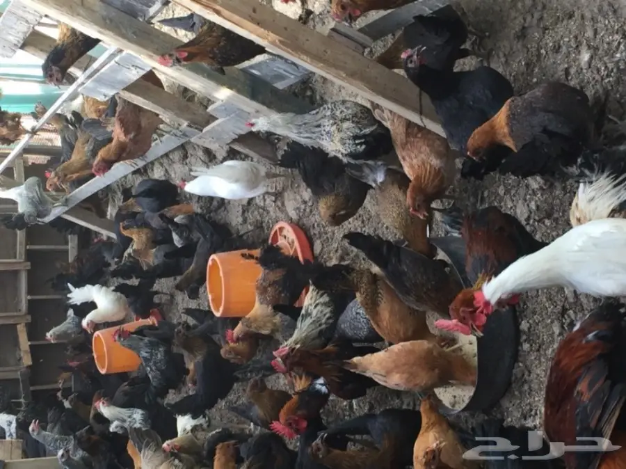 دجاج بلدي جميع الألوان للبيع  (image 1)