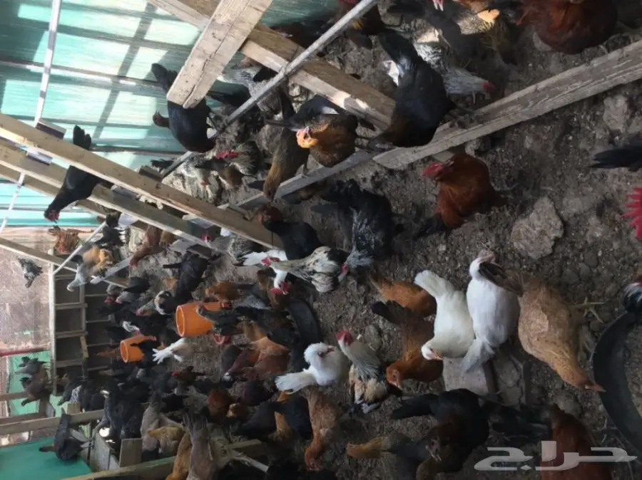 دجاج بلدي جميع الألوان للبيع  (image 3)