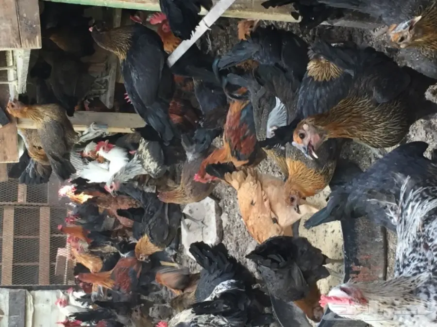 دجاج بلدي جميع الألوان للبيع  (image 4)