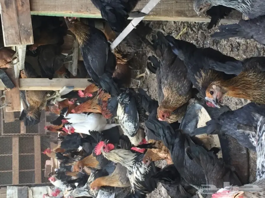 دجاج بلدي جميع الألوان للبيع  (image 5)
