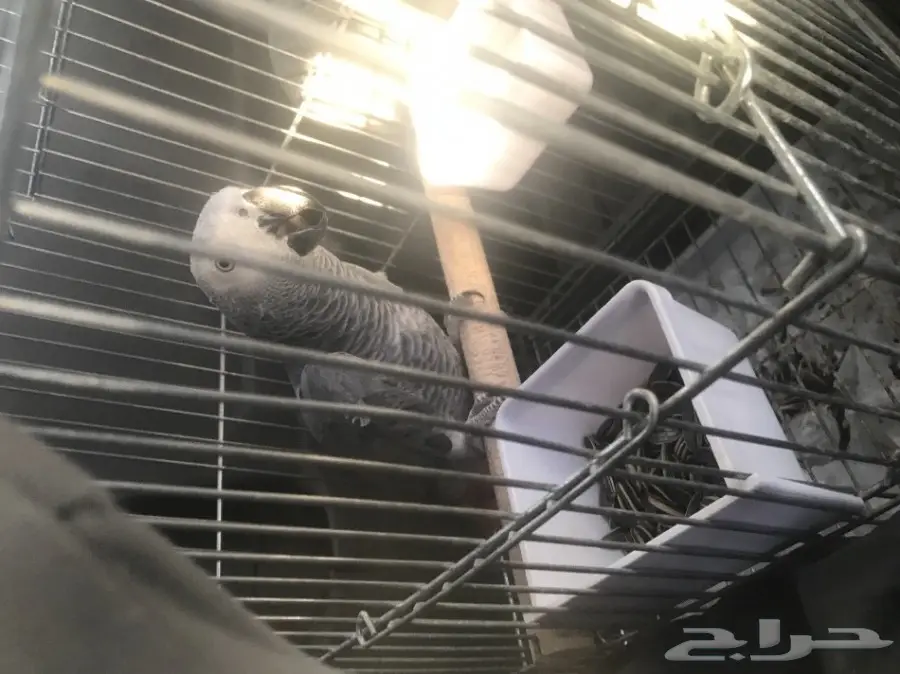 ببغاء افريقي للبيع