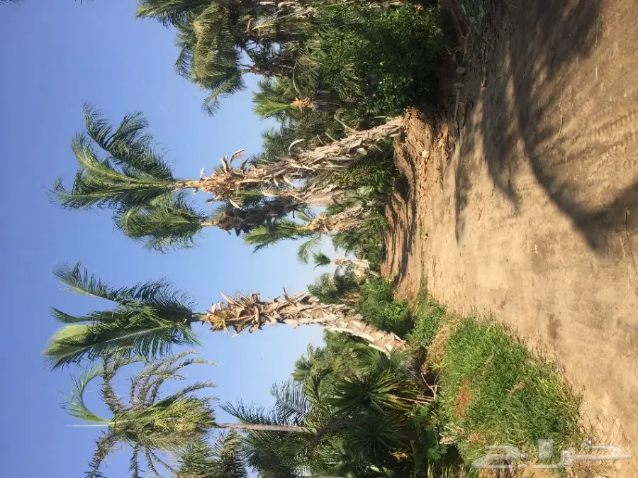 شتلات زراعية ونباتات زينة ونجيلة طبيعية للبيع (image 1)