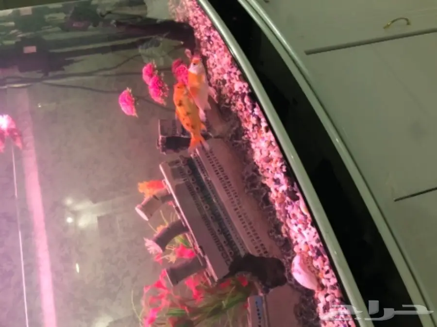 حوض أسماك أبيض فاخر مع ديكور مميز! (image 2)