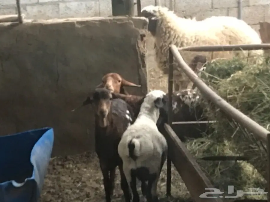 غنم برابر صنف رخل