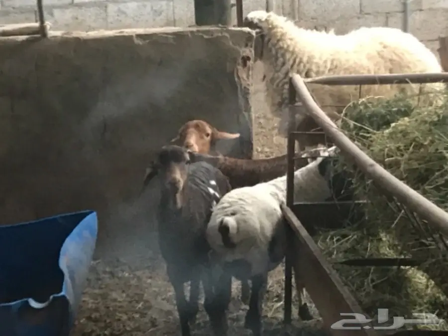 غنم برابر صنف رخل (image 1)