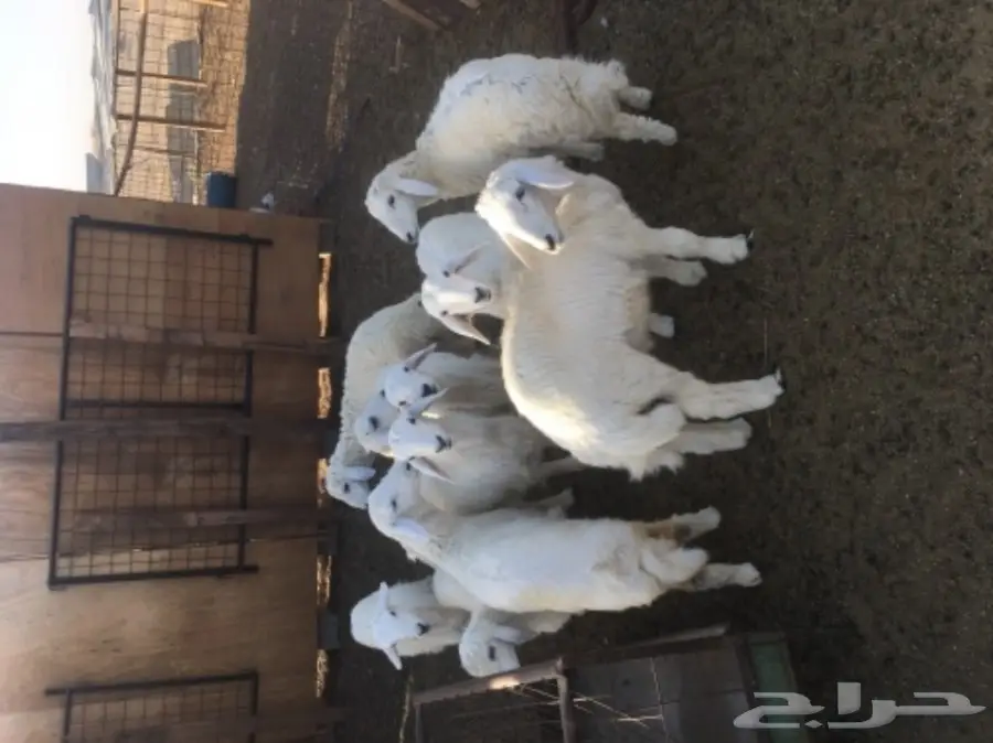 ضان حريات بعيالها للبيع 