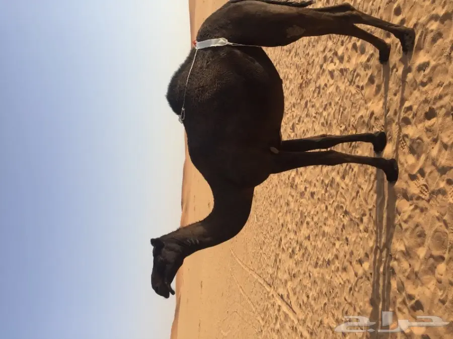 بكره لقيه مجهم مزيونه 