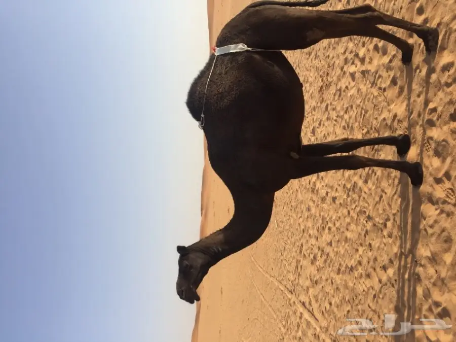 للبيع: جملة عربية أنثى مواضبة ومُهابه (image 1)