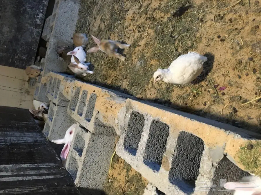 ارانب  (image 1)