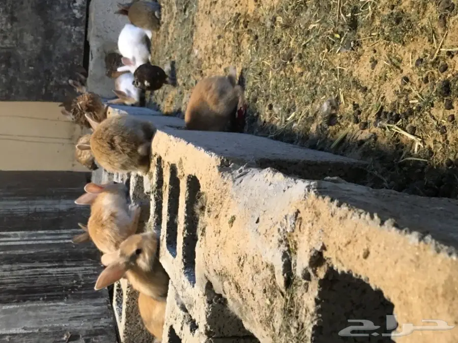 ارانب  (image 2)