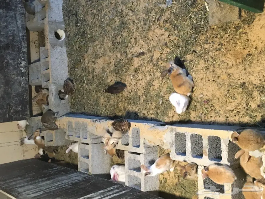 ارانب  (image 3)