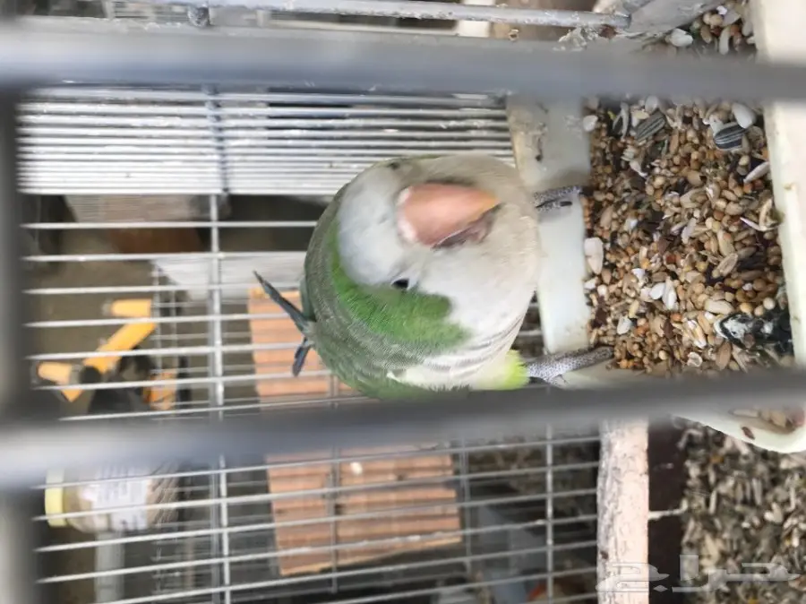 كويكر كلام (image 2)