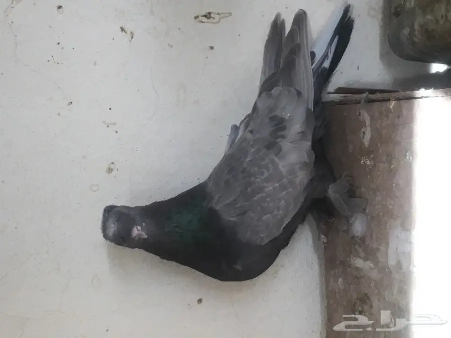 انثه صحيني دبل كرست مذيله (image 1)