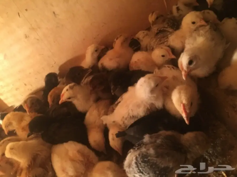 صيصان بلدي  (image 1)