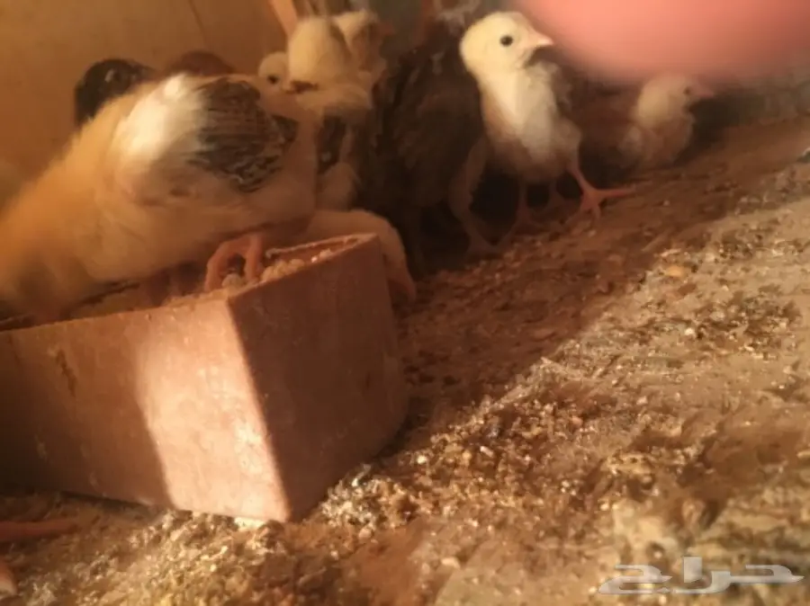 صيصان بلدي  (image 2)