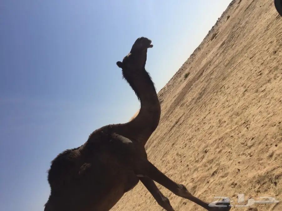 للبيع ابل او بدل بشاص  (image 2)