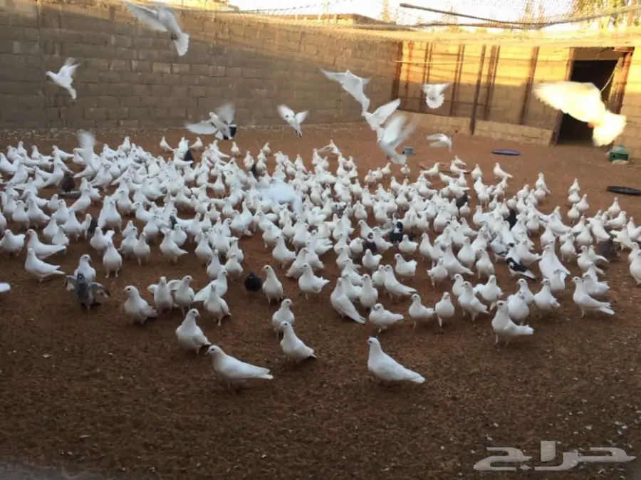 حمام فرنسي لاحم 