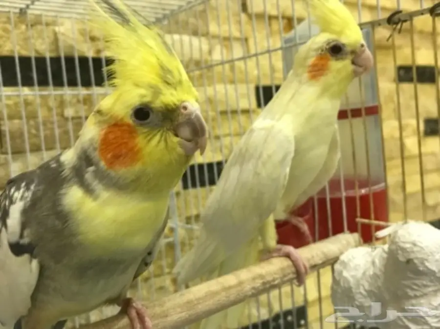 جوز كروان بفروخه