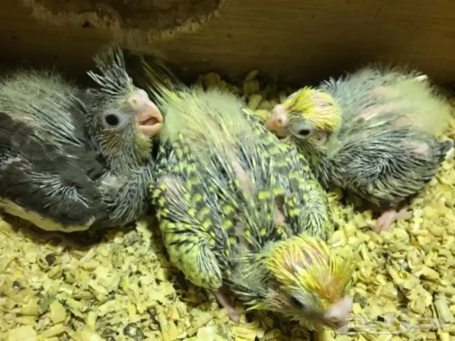 جوز كروان بفروخه (image 3)