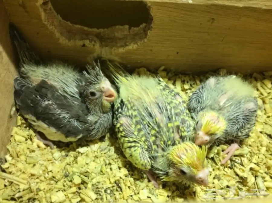 جوز كروان بفروخه (image 4)