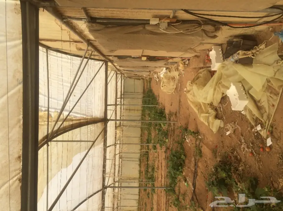 صالات زراعية للبيع في الخرج (image 3)