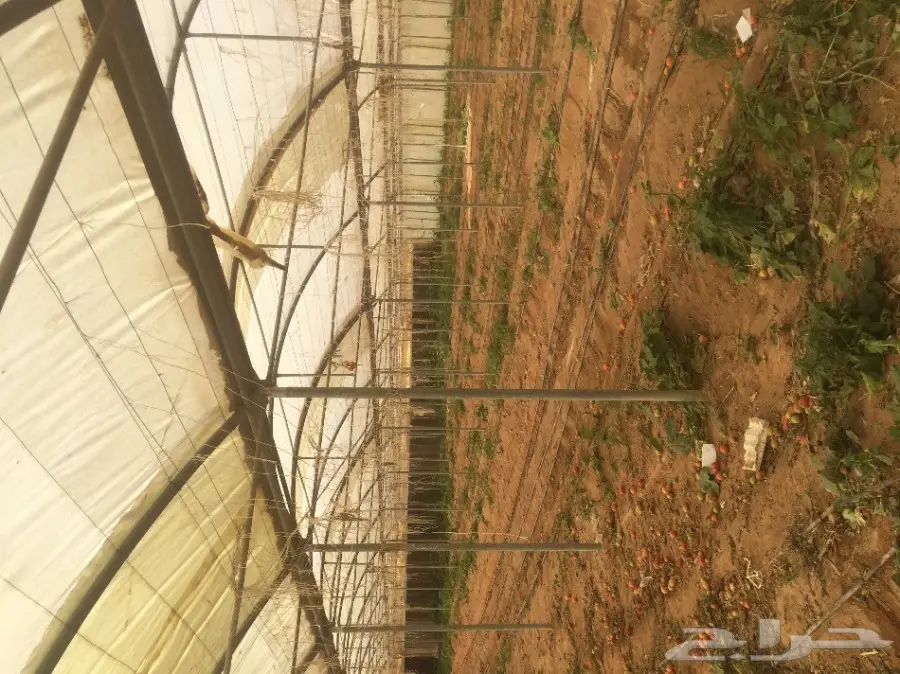 صالات زراعية للبيع في الخرج (image 4)