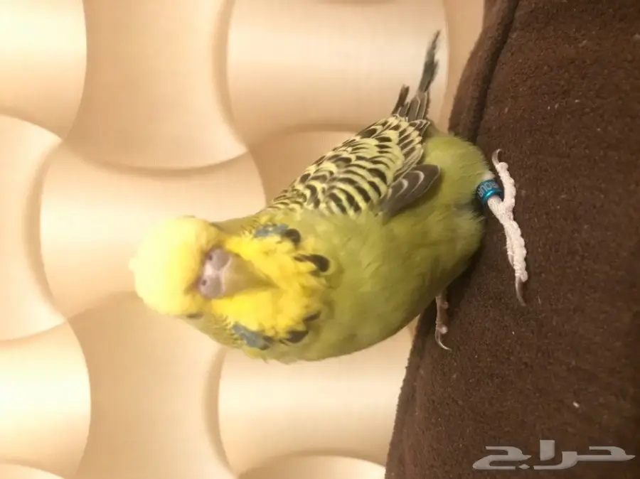 بادجي انجليزي متكلم (image 3)