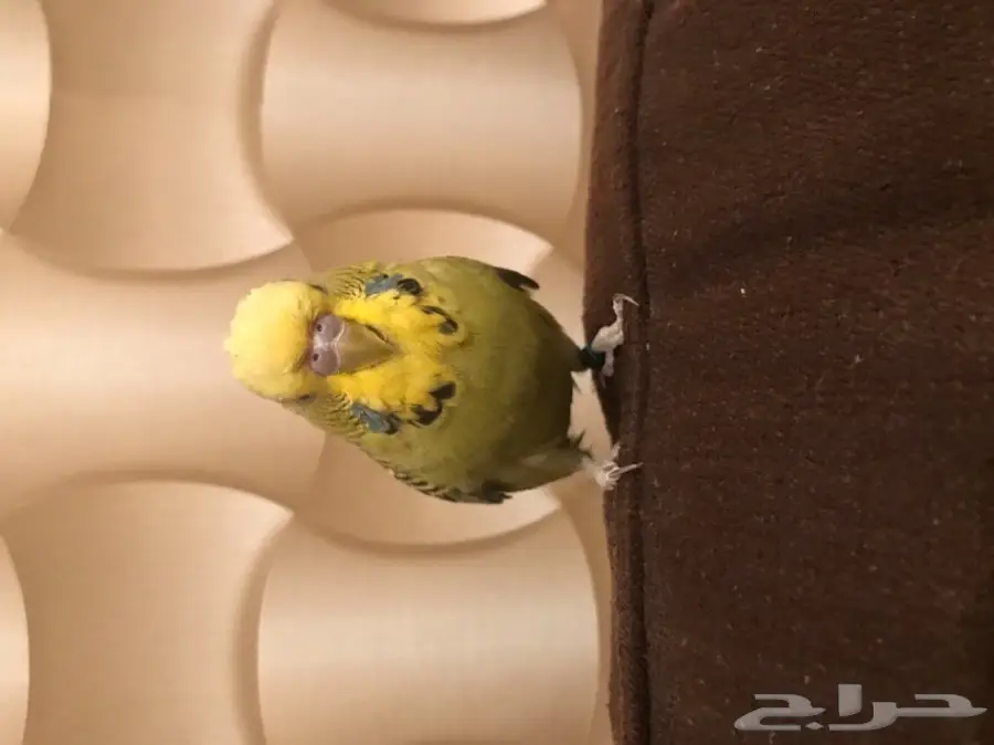 بادجي انجليزي متكلم (image 6)