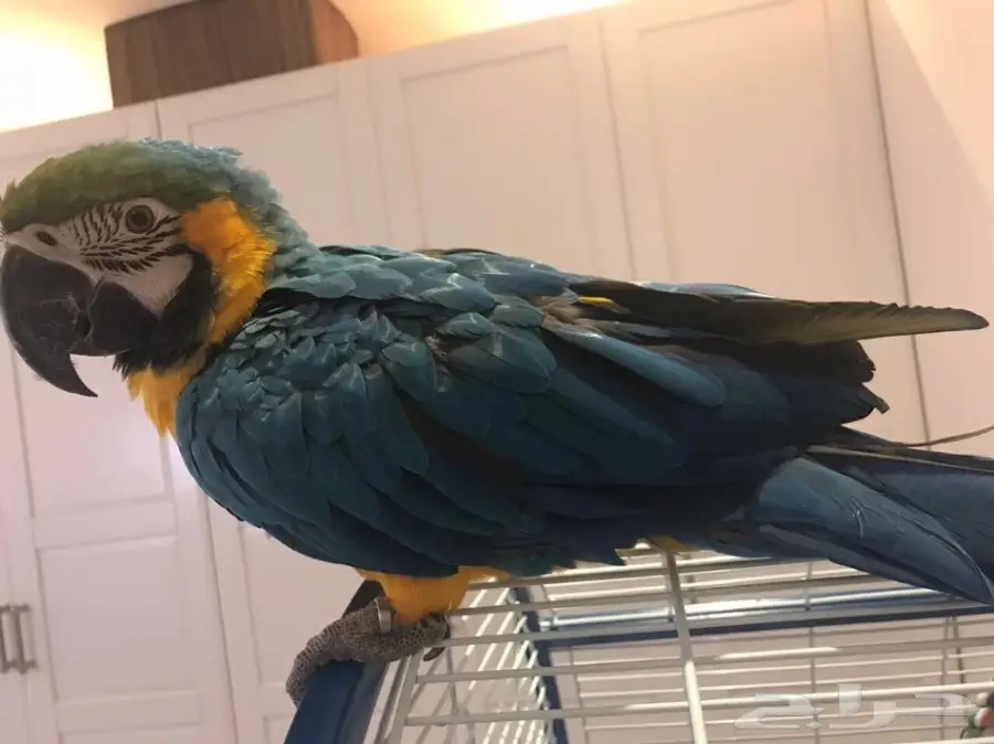 للبيع مكاو blue and gold  (image 1)