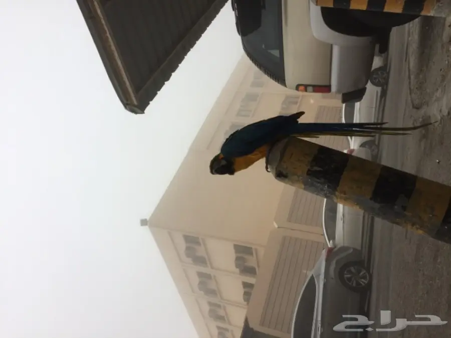 للبيع مكاو blue and gold  (image 5)