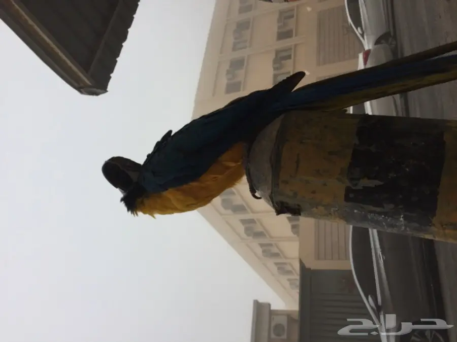 للبيع مكاو blue and gold  (image 6)