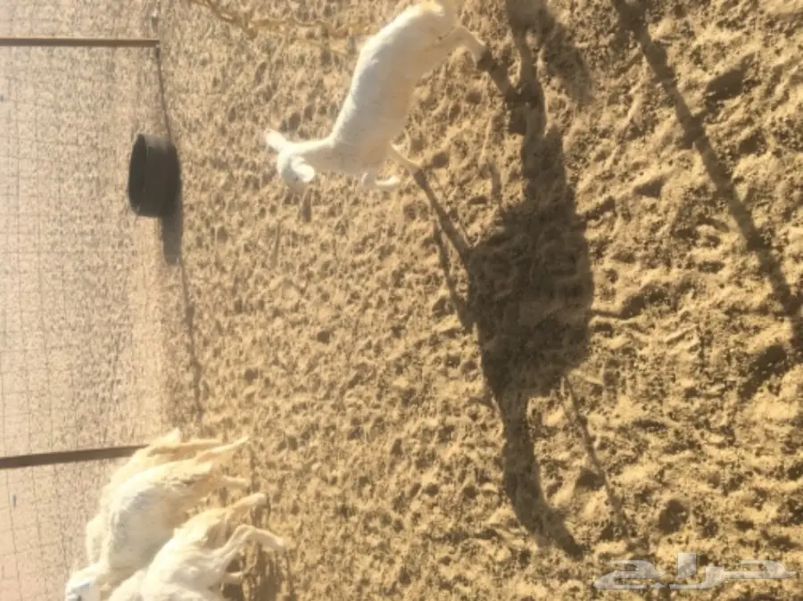 نعاج رفيدي إناث - فرصة ذهبية! (image 9)